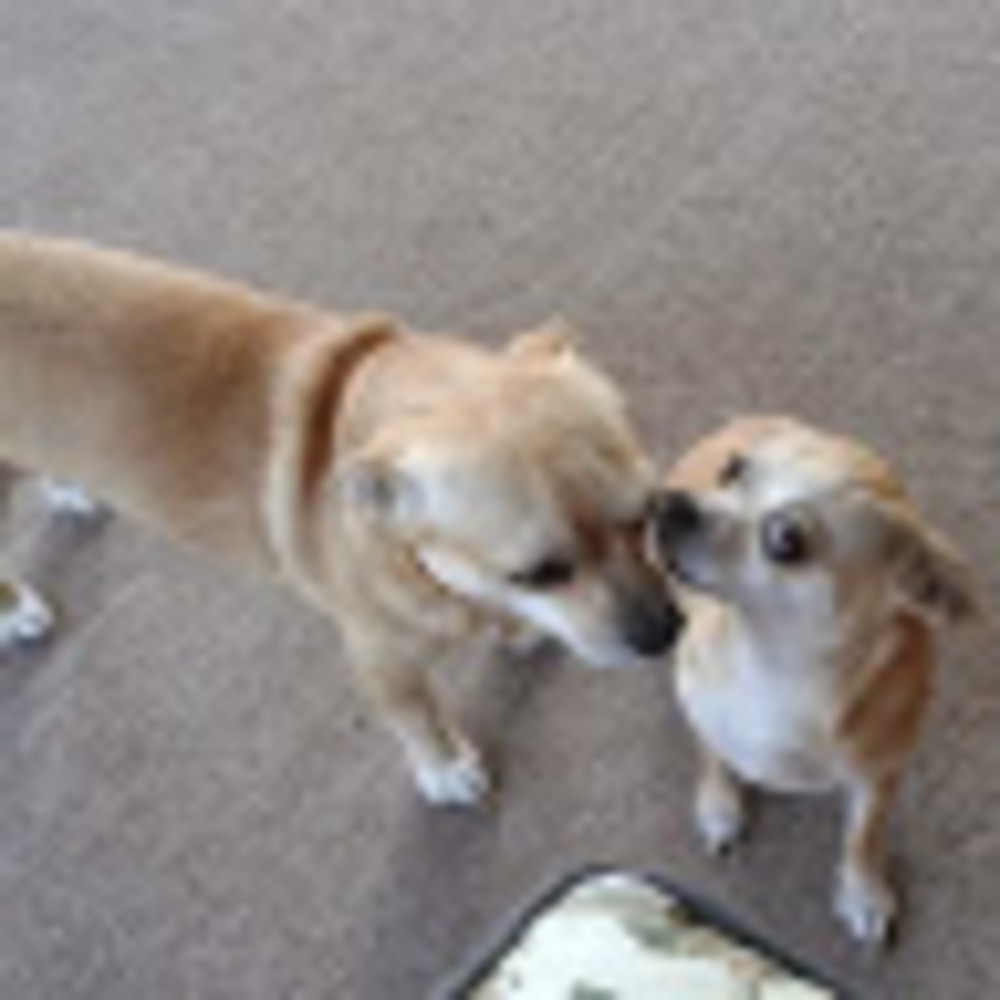 Meet your Posher, Kenneth